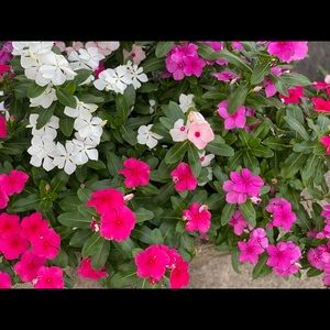 Meet your Posher, Malaika